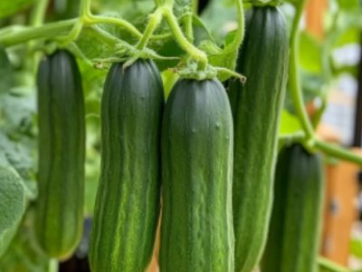 Cultivez des concombres ! Guide facile et productif